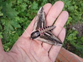 Не очень верится, что бабочки не спят. Как-то посреди белого дня подобрала с асфальта вот это существо. Это - ночная бабочка, сиреневый бражник. Они к утру прячутся и в светлое время суток отдыхают, и этот был очень вялый. Правда, оживился, когда заполз на ладонь. Даже крылышки распустил.