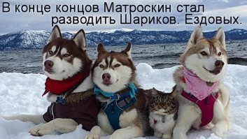 Кошка, которую спасли и вырастили хаски, теперь считает себя большой и отважной собакой