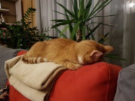 Родительский кот в спячих позах :)