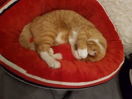 Родительский кот в спячих позах :)