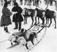 А что там с собачками-то?