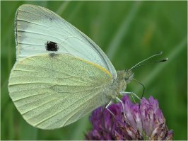 да, нашинских бабочек почти и не было на фотках. такая еще -капустница