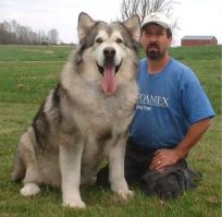 Кошка, которую спасли и вырастили хаски, теперь считает себя большой и отважной собакой