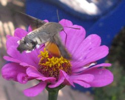 Красавец бражничек!