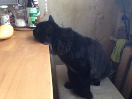Мой котяро живет у меня 12 год пойман в подъезде исхудавший с колтунами и блохами .... Вылечен вычешен сейча 10 кило весу нагло-доброрая животина  :-))) ( на фото он на даче и собутыльник :-))