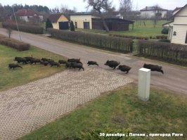 В гости к семейству Тимонов спешат , кстати отличное решение проблем с большим количеством кушаней к праздникам:)