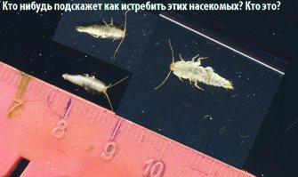 Восторг и ужас в одном маленьком существе