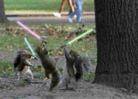 Белки. Подборка фотографий