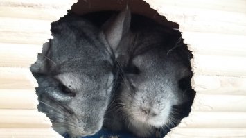 Это точно! Грохот переворачиваемого деревянного домика в 4 утра - незабываемо  Глаз да глаз за ними, иначе останешься без интернета, телевизора, плинтусов, дверных косяков, нижних фасадов кухни, различных трубочек и проводочков от холодильника, плиты. Но, они просто чудо!