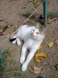 Очень колоритные уличные коты. Часть 2