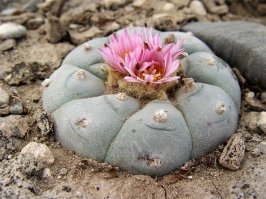 Путаете агаву и пейотль, он же пейот.)))