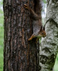 Белки, они прикольные :) Встретил как-то по дороге :)