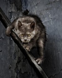 Очень колоритные уличные коты. Часть 2