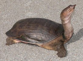 Дальневосточная черепаха