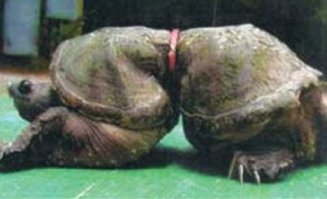 И чему радоваться, вот последствия. А самое страшное это диоксины выделяющиеся при разложении этого пластика, который накапливается в рыбе которую мы сами и едим.