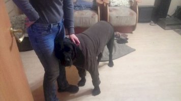 - Гулять пойдем?
- Да, только там холодно... -25 а я гладкошерстный.
- Я тебе свитер свой дам. Теплый!
- ПиндишЬ!!!!
- Б.л.я. буду!
- Тогда можно.