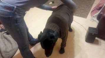 - Гулять пойдем?
- Да, только там холодно... -25 а я гладкошерстный.
- Я тебе свитер свой дам. Теплый!
- ПиндишЬ!!!!
- Б.л.я. буду!
- Тогда можно.