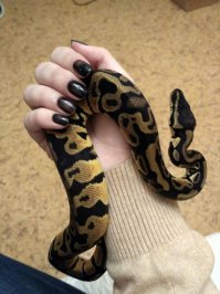 Ну у меня дома вообще зоопарк - собака, кот, две игуаны. И тут дочка подкинула сюрприз, в виде королевского питона. Временно, пока они ремонт в квартире закончат. Ну что могу сказать.... Даже симпатичный... на ощупь бархатистый и тёпленький.:) Пока маленький, вырастают они не более чем полтора метра. А так конечно он завораживает. Кот может часами смотреть на него, когда он в тере ползает.