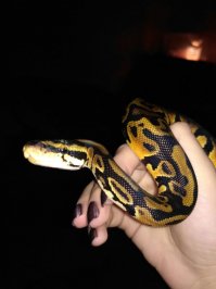 Ну у меня дома вообще зоопарк - собака, кот, две игуаны. И тут дочка подкинула сюрприз, в виде королевского питона. Временно, пока они ремонт в квартире закончат. Ну что могу сказать.... Даже симпатичный... на ощупь бархатистый и тёпленький.:) Пока маленький, вырастают они не более чем полтора метра. А так конечно он завораживает. Кот может часами смотреть на него, когда он в тере ползает.