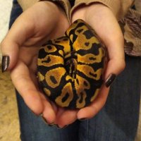 Ну у меня дома вообще зоопарк - собака, кот, две игуаны. И тут дочка подкинула сюрприз, в виде королевского питона. Временно, пока они ремонт в квартире закончат. Ну что могу сказать.... Даже симпатичный... на ощупь бархатистый и тёпленький.:) Пока маленький, вырастают они не более чем полтора метра. А так конечно он завораживает. Кот может часами смотреть на него, когда он в тере ползает.