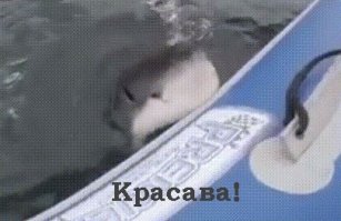 Гифки дня