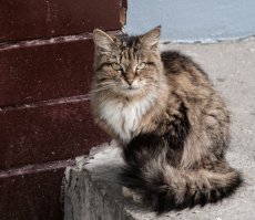 Очень колоритные уличные коты. Часть 2