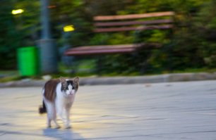 Очень колоритные уличные коты. Часть 2