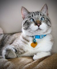 Встречайте кота с самыми красивыми в мире глазами