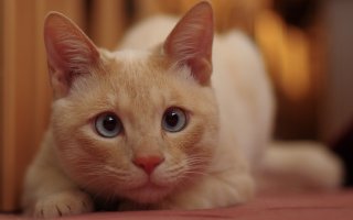 Встречайте кота с самыми красивыми в мире глазами