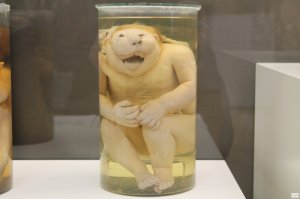 " Подсудимый, мне не всё ясно из вашей родословной? Мама проститутка, папа наркоман, старший брат в тюрьме а средний брат в Питере в БАНКЕ, как так то? - Ну гражданин судья , а вот если бы у вас Х..Й на лбу вырос?"    Есть такое заведение в Питере, кунсткамера...