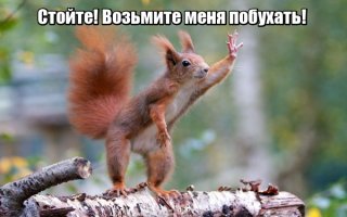 Белки. Подборка фотографий