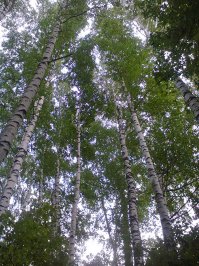 Довелось пожить на Севере,где 9 месяцев зима,а остальное время холодно.Довелось пожить на Юге,где снег большая редкость,а летом хочется прохлады и дождя,чтоб не кирдыкнуться от жары.Но самый комфортный регион-это Центральная Россия,где всё есть-зима,весна,лето и осень,как и положено по календарю.И фиг теперь меня кто убедит,что это плохо или некошерно.Так что можете петь дальше оды про Север и показывать фото из Таиланда.С Рождеством всех.