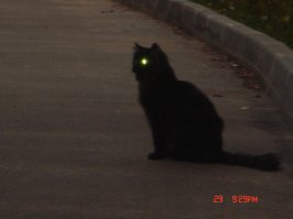 Очень колоритные уличные коты. Часть 2