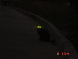 Очень колоритные уличные коты. Часть 2