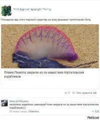 Португальский кораблик: самое странное создание в мире длиной 50 метров