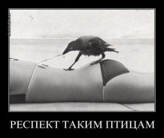 Умные вороны