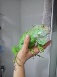 мой мини дракон