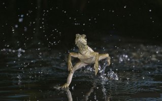 Маленькие драконы нашей планеты