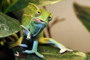 А это моя прелесть