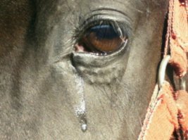 если ты веришь в то что животные нас не понимают! ты глубоко заблуждаешься.
животные "похоронившие" своих хозяев очень тяжело переживают потерю. (конечно это еще зависит и от степени человечного отношения хозяина к животине)
Наблюдал  кота (кот уже не молод), который перенес потерю своего хозяина....
он с шальными глазами ходил, болел, с безразличием к себе, к окружающим.... месяца через три он начал отходить, через пол года начал себя вылизывать, как то ухаживать за собой и только через год - полтора вернулся к нормальной жизни !
лошади понимают еще больше.