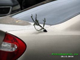 Немного автоприколов