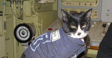 Модные домашние животные от Sense