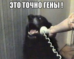 Скандал в собачьем семействе! У белых пуделей родились черные щенки!