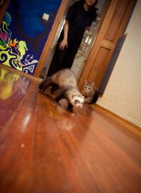 20 фотографий выросших вместе животных-друзей в стиле "тогда" и "сейчас"