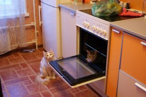 20 фотографий выросших вместе животных-друзей в стиле "тогда" и "сейчас"