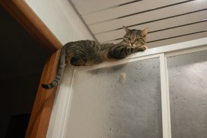 20 фотографий выросших вместе животных-друзей в стиле "тогда" и "сейчас"