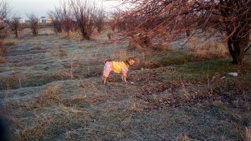 Обожаю шарпеев