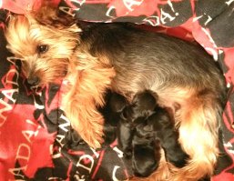 Папа с мамой - рыженькие йорки, щенки родились темно  коричневые. Измена исключается, мама йорка - добропорядочная сучка. Значит тоже генетический фокус.   :)