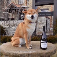 СОБАКА  -  НА БУТЫЛКУ УЛЫБАКА     :)