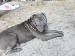 У меня тоже шарпей живет. Но мы всей семьей сейчас у монитора собрались, чтоб полюбоваться на это симпатичное создание. :)
А это наш. Его зовут Антон.